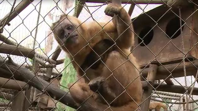 Monos alcohólicos superan adicción en Chile tras crueldad impuesta por sus antiguos dueños. (AFP)