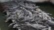 Honduras: Unos 9 mil cocodrilos están en abandono y no comen hace 40 días