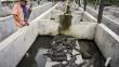 Honduras: Unos 200 cocodrilos del Grupo Continental murieron de hambre