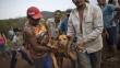 Brasil: Rescataron a decenas de animales atrapados por alud de barro [Fotos]