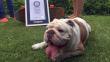 Él es Otto, un bulldog peruano que acaba de romper un récord Guinness [Video]