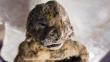 Siberia: Encuentran intactos los restos de dos leones cavernarios bebés congelados de hace 10,000 años [Fotos]
