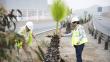 Municipalidad de Lima denunció tala de más de 300 árboles en la Panamericana Sur
