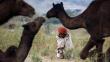 India: Más de 11,000 camellos invaden el desierto durante feria de Pushkar [Fotos]