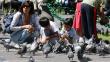 Barranco: Personas que alimenten a palomas recibirán multa de hasta S/.770 