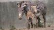 Parque de las Leyendas: Nació la primera cría hembra de cebra Grevy [Fotos]