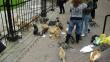 Miraflores: Vecina denunció que obreros acuchillan gatos del Parque Kennedy [Video]