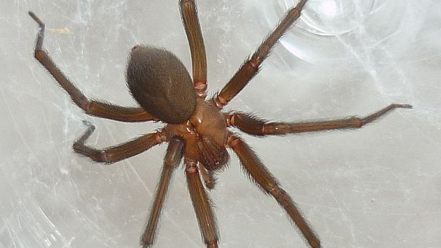 Arañas caseras que pueden causar la muerte habitan el 70% de hogares en Lima, según INS. (Difusión)