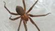 Arañas caseras que pueden causar la muerte habitan el 70% de hogares en Lima