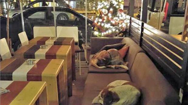 Cafetería da refugio a perros callejeros durante las noches. (Facebook)