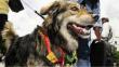 Evo Morales: ¿Podrá un perro en un videojuego detener la reelección del mandatario?