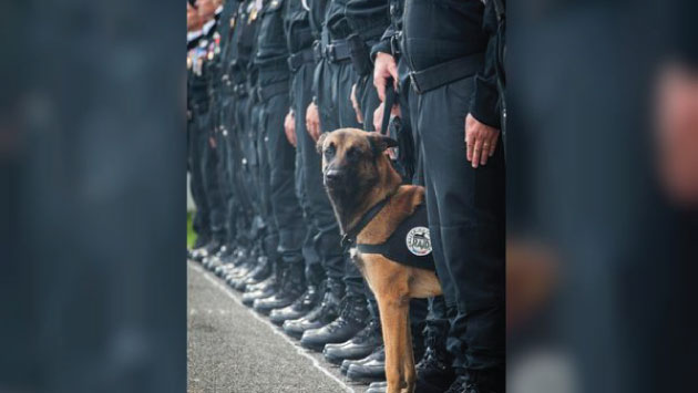 Diesel, perra policía que murió tras atentados de París, recibirá medalla póstuma. (Twitter)