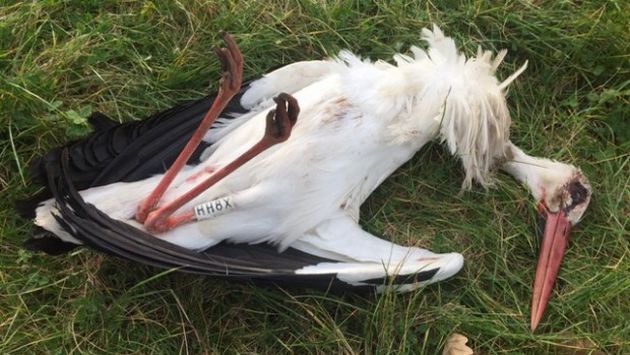 España: Matan a tiros a cigüeña al interior de refugio para recuperación de la especie. (Urdabai Bird Center)