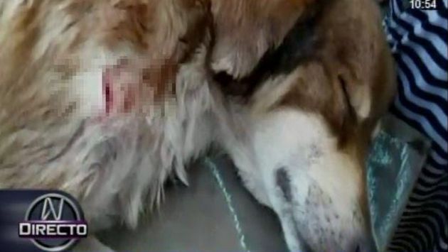 Iquitos: Adolescente acuchilló a perro que atacó a su hermana de dos años. (Canal N)