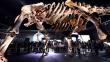 Titanosaurio argentino es la nueva estrella del Museo Historia Natural de Nueva York [Fotos]