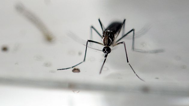 Zika: OMS estima que virus afectará entre 3 y 4 millones de personas en América. (AFP)