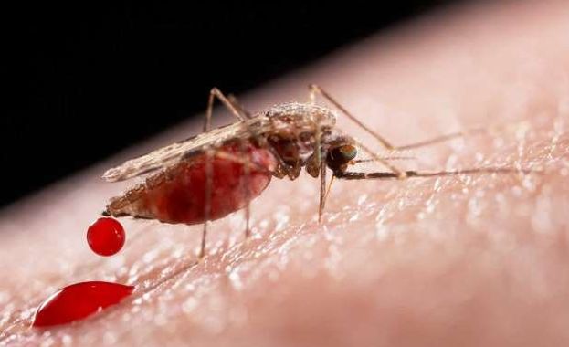 OMS y países de América Latina empiezan a tomar medidas contra el virus del zika (Trome).