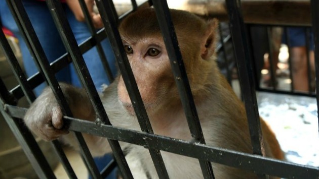 India: Encierran a un mono por robar comida y originar destrozos en una tienda. (AFP)