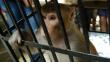 India: Encierran a un mono por robar comida y originar destrozos en una tienda