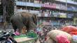 India: Elefante salvaje causó pánico en ciudad al destruir un centenar de casas y tiendas