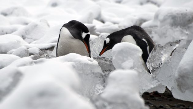 Población de pingüinos disminuyó considerablemente. (Referencial/AFP)