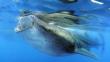 Pescadores comercializan aletas de tiburón ballena pese a prohibición