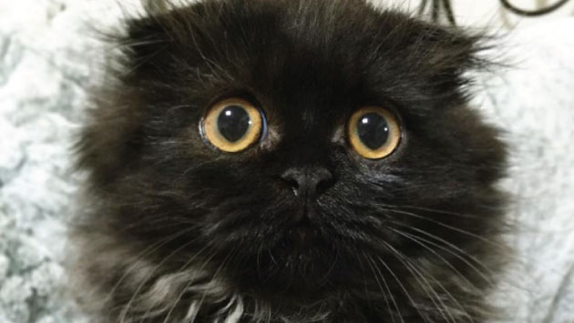 Gimo, el gato que se ha vuelto viral por su grandes ojos (Instagram)