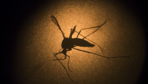 Comunidad científica trabaja con premura para encontrar una cura al zika. (AP)