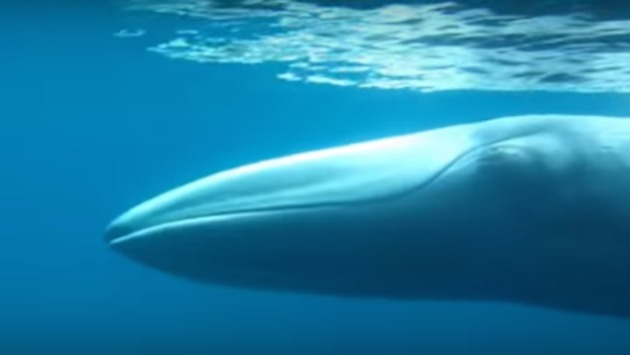 Se avistaron 80 nuevas ballenas. (Captura de Youtube)