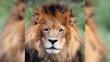 Canadá: Sacrificaron a un león por escaparse del zoológico