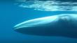Científicos avistan a un raro grupo de ballenas de Omura en Madagascar