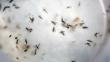 Zika: Colombia ya sobrepasa los 47 mil infectados por el virus