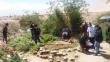 Tacna: Descubren más de 20 plantones de marihuana en terreno baldío