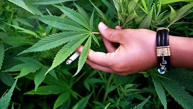 Estudio revela su impacto socioeconómico del consumo de marihuana. (CNN)