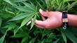 Consumo de marihuana: Estudio revela su impacto socioeconómico