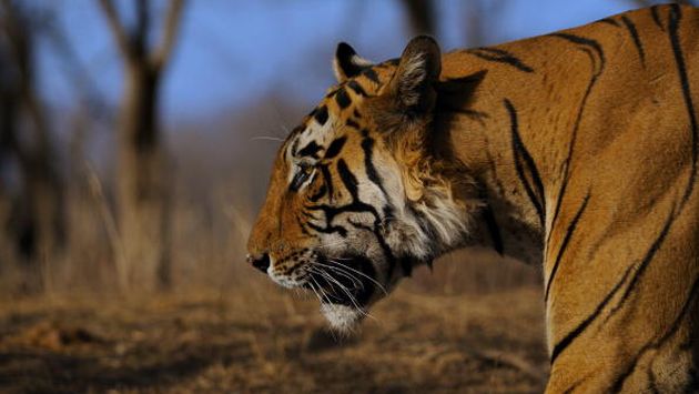 La población mundial de tigres aumentó por primera vez en un siglo, según WWF. (Gettyimages)