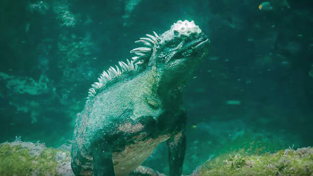Godzilla: Esta iguana de Galápagos recuerda al mítico personaje japonés (YouTube)