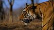 La población mundial de tigres aumentó por primera vez en un siglo, según WWF