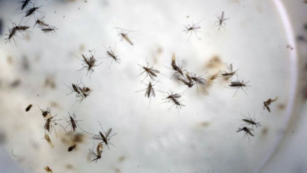 Zika: Colombia alcanza casi 70,000 infectados por el virus. (AP)