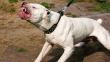 Huancayo: Menor quedó gravemente herido tras ser atacado por dos perros pitbull 

