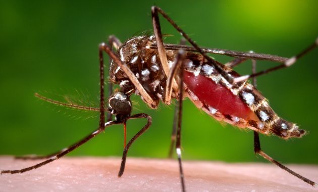 OMS señala que el Zika pierde terreno en Brasil y Colombia, principales países afectados por el virus (AP).