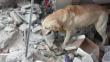 'Dayko', el perro que salvó vidas antes de perder la suya tras terremoto en Ecuador