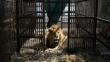 Unos 33 leones rescatados de circos en Perú y Colombia son transportados a santuario en África