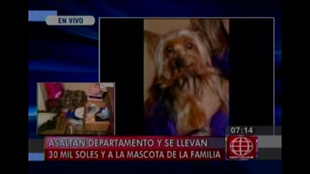 Mascota también fue robada de la casa (Anérica TV)