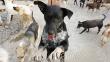 Carmen de la Legua-Reynoso: Rescataron a 50 perros callejeros