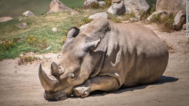 Cuerno de rinoceronte se convertirá nuevamente en objeto de comercialización. (Difusión)