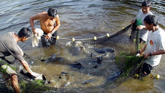 Madre de Dios: Se restringió consumo y comercialización de peces por alto nivel de contaminación por mercurio. (Andina)