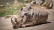 Sudáfrica: Justicia autoriza venta interna de cuernos de rinocerontes