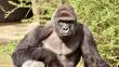 Estados Unidos: Matan a gorila en zoológico de Ohio para salvar a niño [Video]