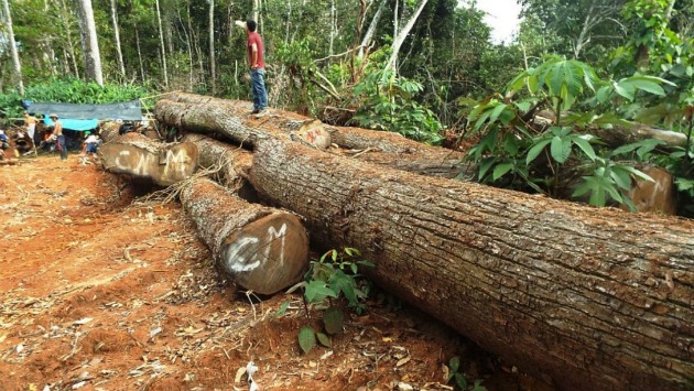 Satipo: Decomisan más de 40,000 pies tablares de madera de origen ilegal. (Andina)